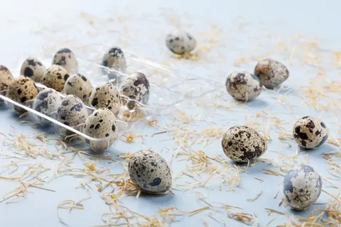 Яйцо перепелиное упаковка 20 шт.